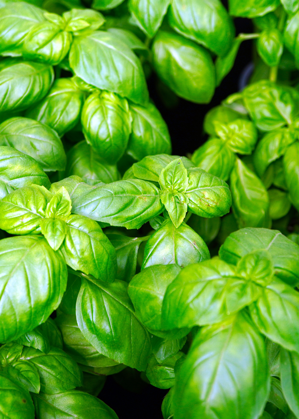 Ar de Manjericão para Preservação de Vitaminas e Polifenoloxidase