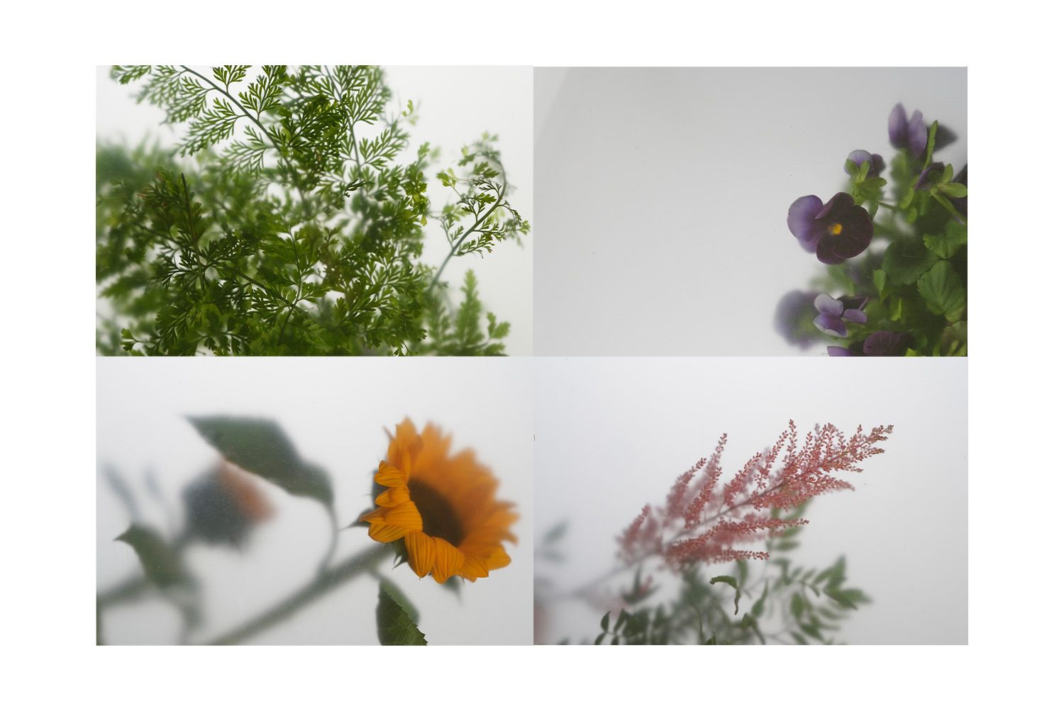 Lâmina para bandeja LED Les Essences GN 1/1 Plants – 4 unidades