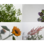 Lâmina para bandeja LED Les Essences GN 1/1 Plants – 4 unidades